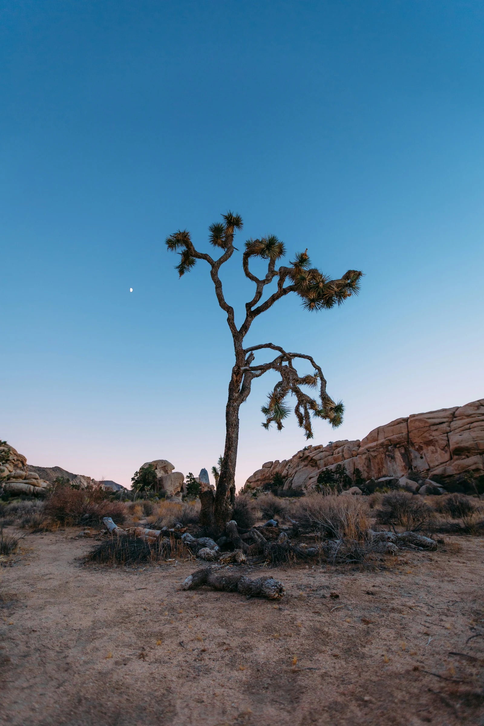 Joshua Tree