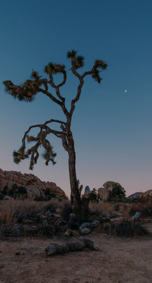 Joshua Tree breathwork soundscape