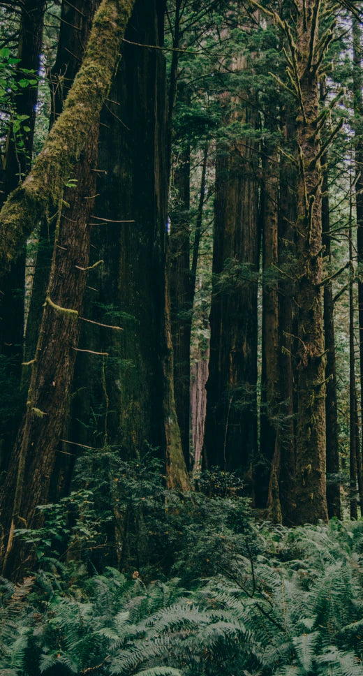 Big Sur forest soundscape