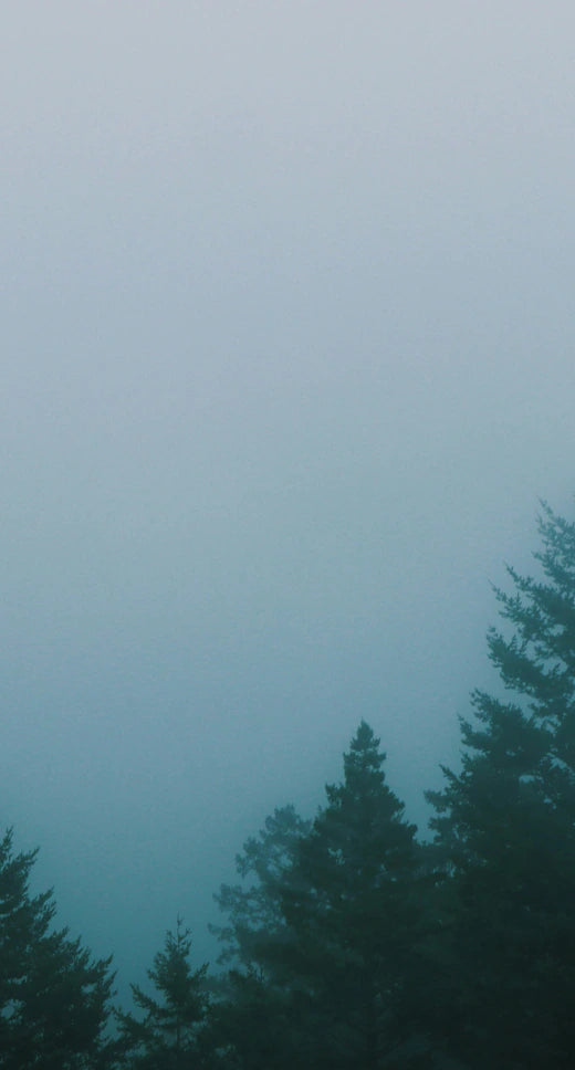 Muir Woods rainfall soundscape