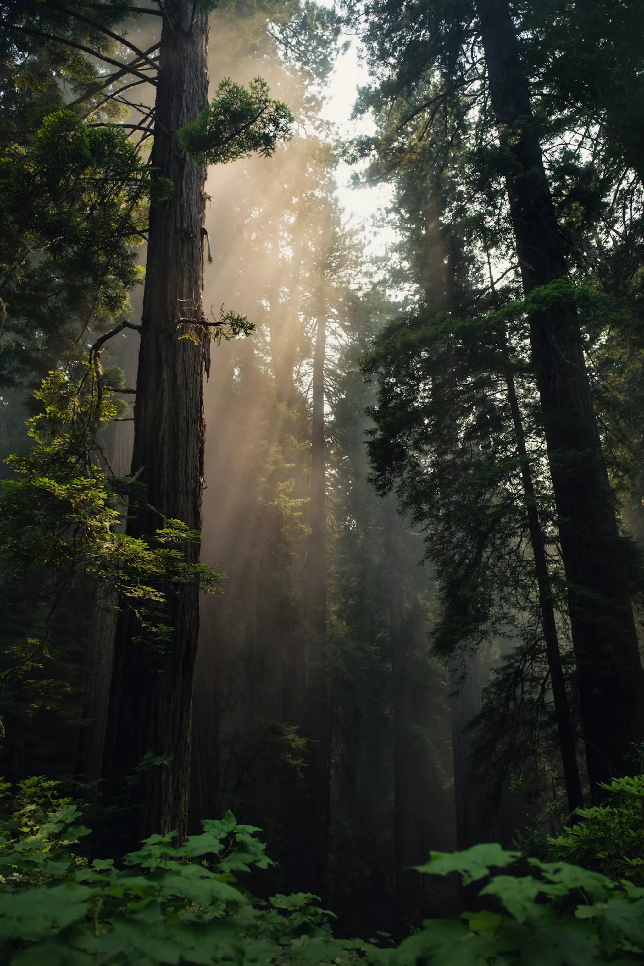 Big Sur redwoods