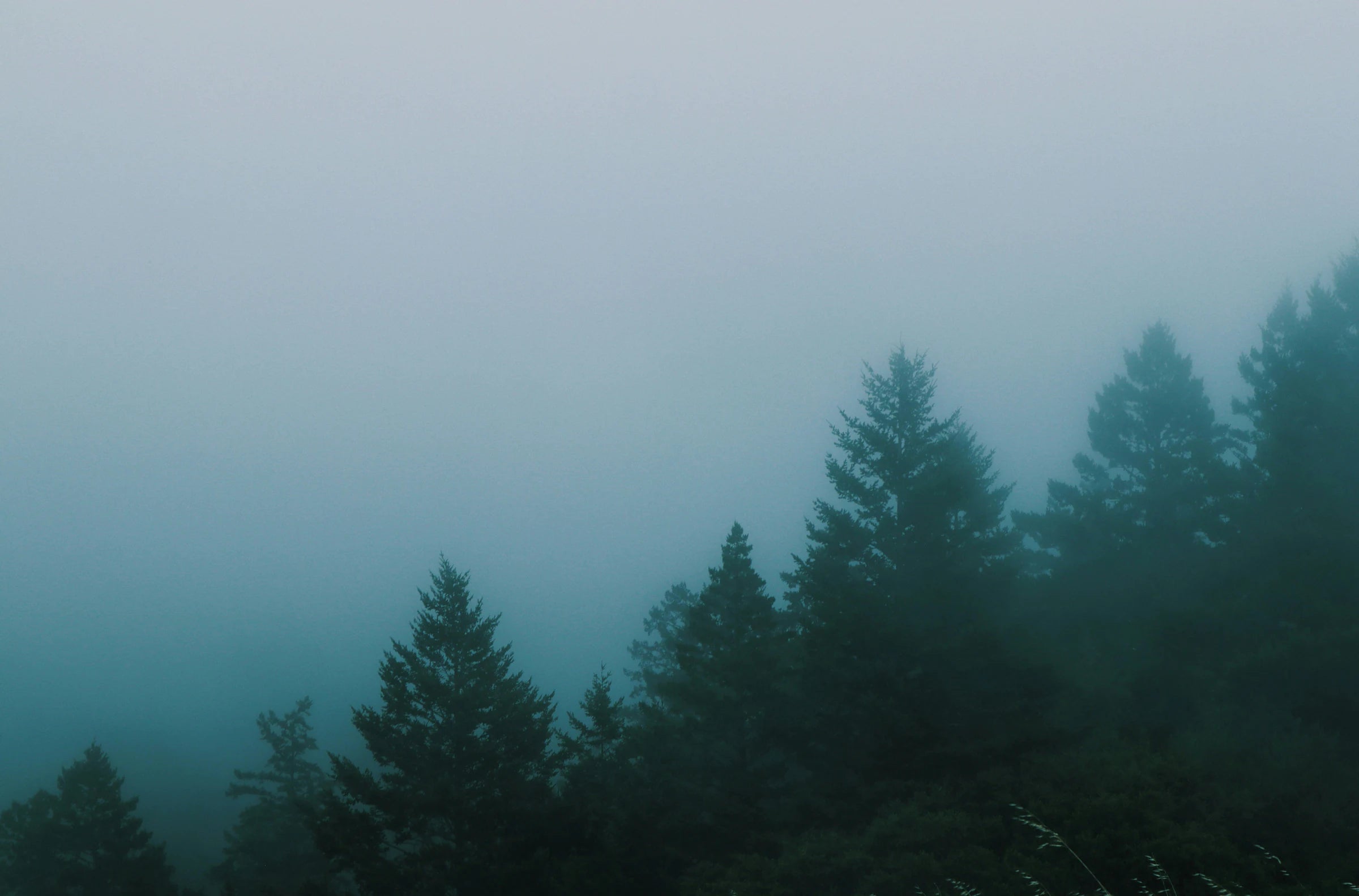 Muir Woods