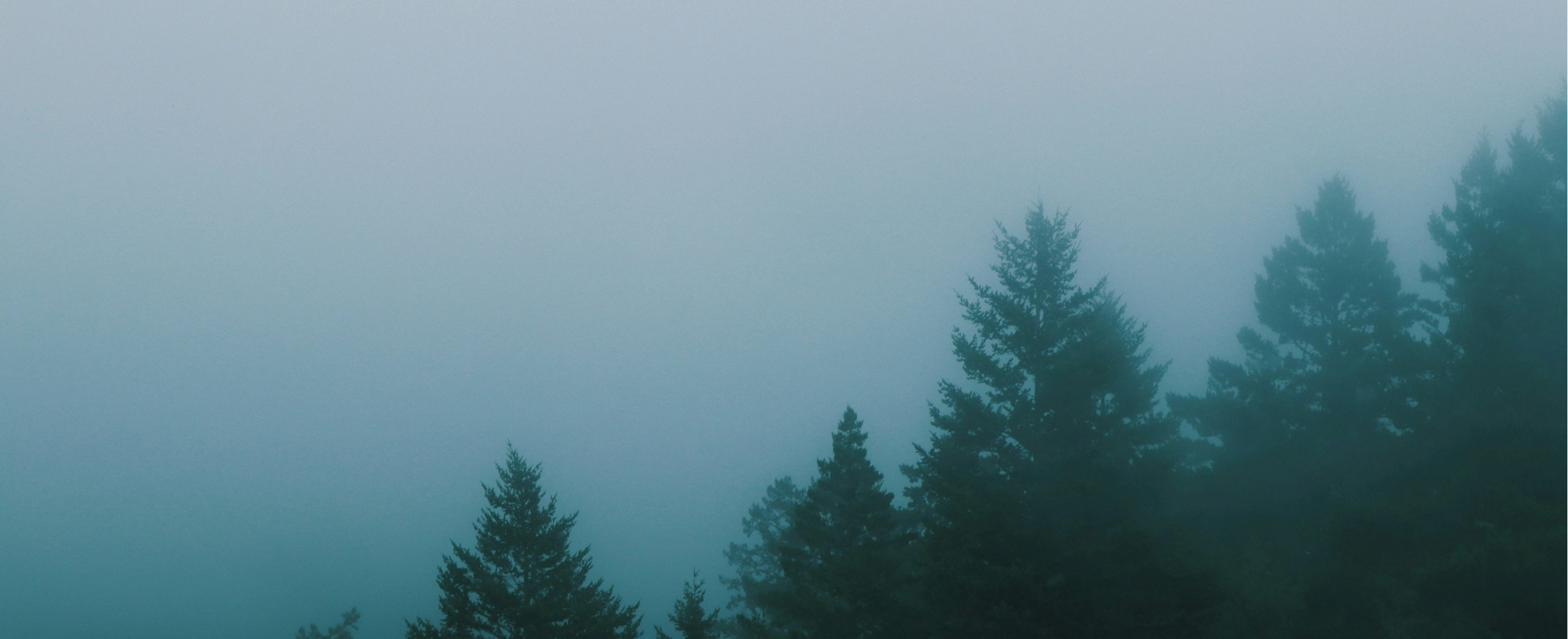 rainfall in muir woods