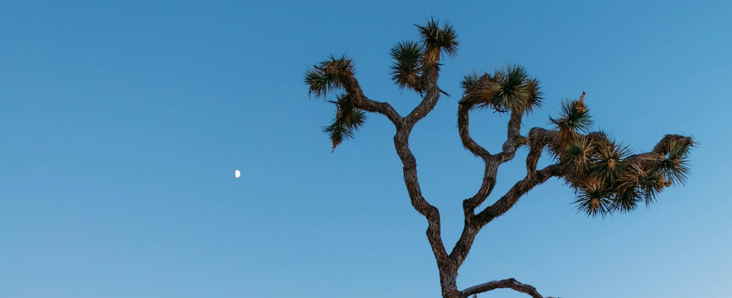 5-minute breathwork in joshua tree