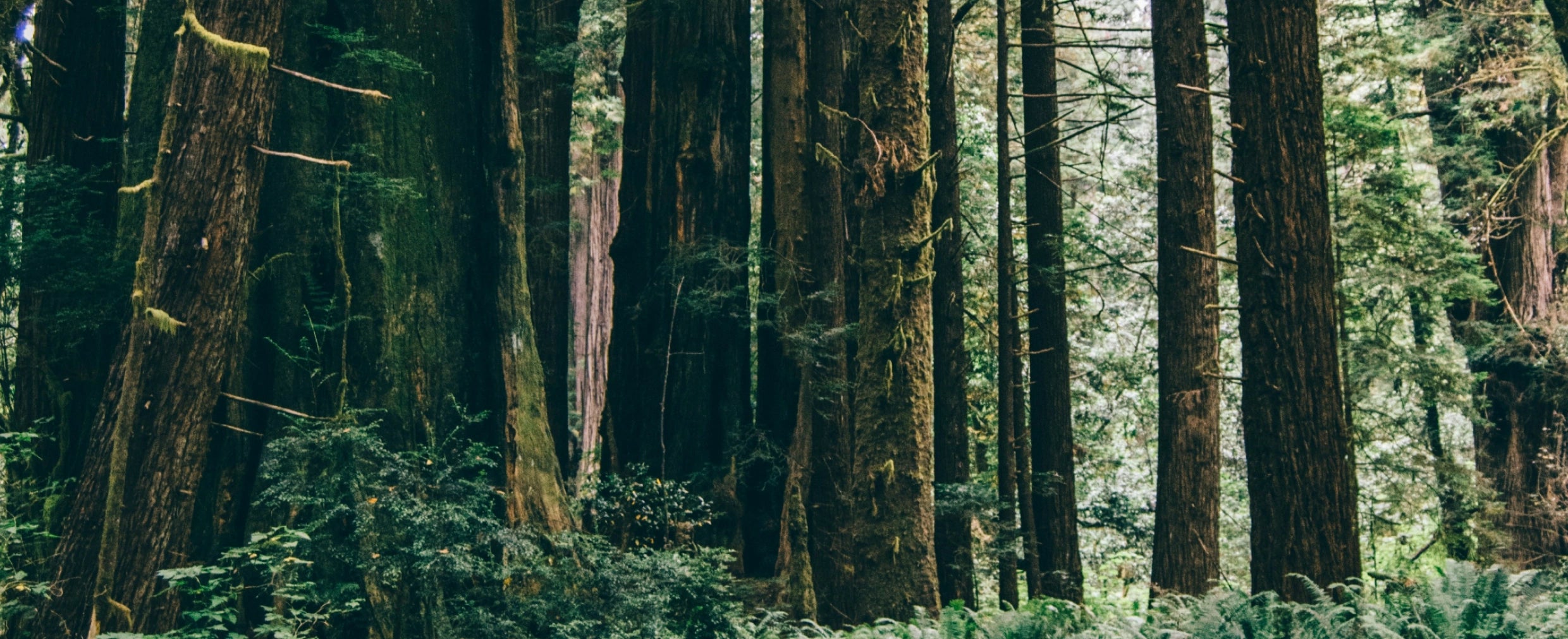 forest stream in big sur