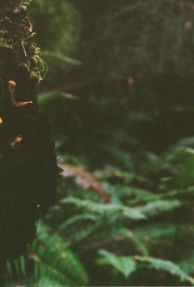 forest stream